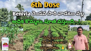 6th Dose Benevia రెండవ సారి వాడటం వల్ల అధిక కొమ్మలు పూత వస్తుందిశ్రీగాయత్రిfarmer [upl. by Lorolla223]