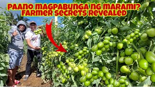 Paano Mapataas na Hitik na Hitik sa Malalaking Bunga ang Kamatis [upl. by Jory398]