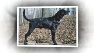 American Leopard Hound Dog breed [upl. by Auqinu]