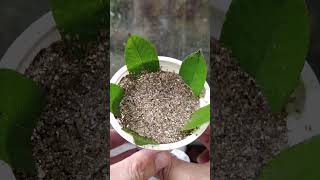 Using root stimulant powder to successfully propagate rose leaves [upl. by Enelyk]