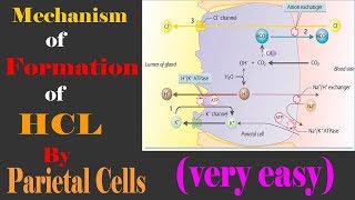 Mechanism of HCL formation in stomach very easy [upl. by Sato774]