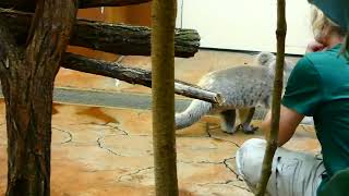 Koala Beuteltier im Baum Marsupialia Kontinent Australien Tiergarten Zoo Schönbrunn Wien [upl. by Oinolopa]