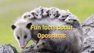 Fun facts about OpossumsWednesdays boys class trapping [upl. by Dez]