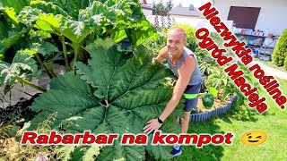 Ogród Macieja a w nim potężna Gunnera Manicata Egzotyczny ogród obok Gniezna Rabarbar na kompot 😉👍 [upl. by Nilac]