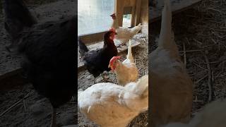 Hens🐓🐓🐓switzerland hen animals henne [upl. by Ruthann385]