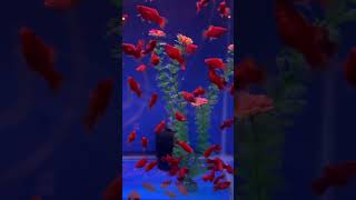 Platy fish ❤️❤️🥰😘 platy platyfish platyhelminthes platyfishbreeding [upl. by Ramoj346]