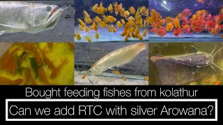 Kolathur feeding fishes purchase vlog  silver arowana tank mates  feeding monster fishes  tamil [upl. by Bray366]