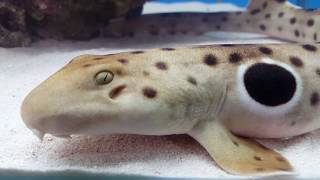 Epaulette Shark [upl. by Luedtke]