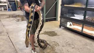 2010 F1 Tiger Het Ghost Reticulated Python  Sher Kahn [upl. by Ahsineb527]