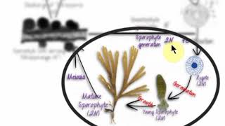 Dictyota life cycle [upl. by Annamarie371]