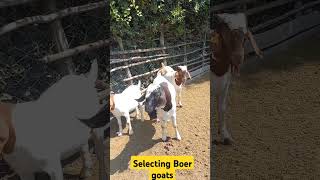 Selecting boer goats for starting goat farming business boergoat goat goatfarming bull cow [upl. by Collie337]