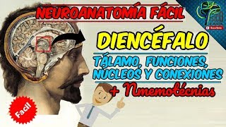 APRENDE EL TALAMO DIENCEFALO FACIL Y BIEN EXPLICADO FUNCIONES Y CONEXIONES [upl. by Aihcats]