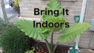 Alocasia Portora Elephant Ear  Lets dig it up and bring it Inside [upl. by Ecnesse]