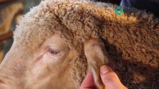 MSD Animal Health Sheep treatment techniques [upl. by Whittemore]