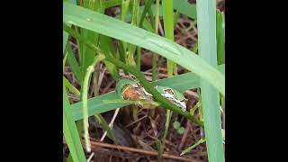 THEY WILL BECOME COCOON IN FEW DAY insects caterpillar cocoon butterfly lemon leaf insectlife [upl. by Anitsyrc60]