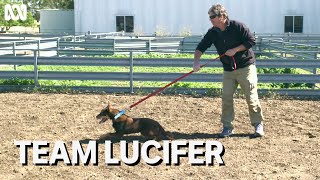 Lucifer the kelpie puppy and grazier Rob Tuncks  Muster Dogs [upl. by Jada728]