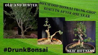 Styling a Boxwood Bonsai One Year After a Trunk Chop S01 E05 [upl. by Divadleahcim]