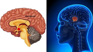 El HIPOTÁLAMO explicado sus partes hormonas funciones enfermedades🧠 [upl. by Potash]