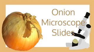 Onion Cell Microscope Slide Experiment [upl. by Zetrok]