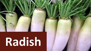 How to produce Radish Raphanus sativus in brief [upl. by Saravat]