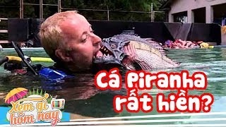 Cá Piranha Có Thực Sự Ăn Thịt Người 10 Cú Lừa Kinh Điển Của HOLLYWOOD [upl. by Akemot]