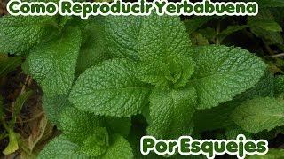 Como Reproducir Yerbabuena o HierbaBuena por Esqueje [upl. by Quarta]