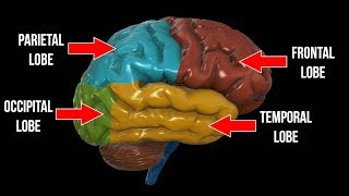 Cerebral Cortex Function Covering Lobes Sulcus Gyrus Fissures  Anatomy [upl. by Farro627]