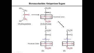 Lec10  Fischer Projection of Ketose Sugars [upl. by Storm]