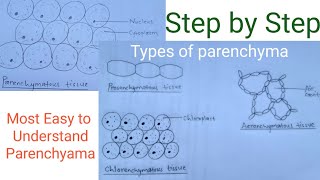 How to draw parenchymatous tissue  Types of parenchyma  Easy way [upl. by Silliw592]