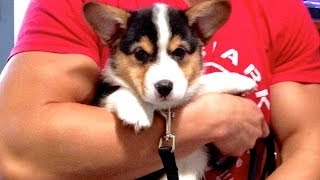 CORGI PUPPY Comes Home  Gatsbys First Day [upl. by Ashli]