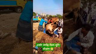 Gabtoli gorur haat 2024 gabtolicowprice gabtolihaat shorts ytshorts yt ytshort [upl. by Ahtebbat]