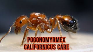 Pogonomyrmex Californicus Care  California Harvester Ants [upl. by Lillie36]