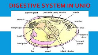 Digestive system of Unio Lamellidens [upl. by Amitak]