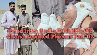 Low Flyer Pigeons Khalifa Ali Chana LoftPati Wale Kabootar Part02 [upl. by Sydelle]