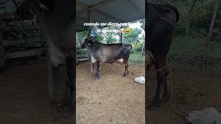 Cuando me dicen que la vaca es mancita humor contenido caballos vacas rancho [upl. by Molahs]