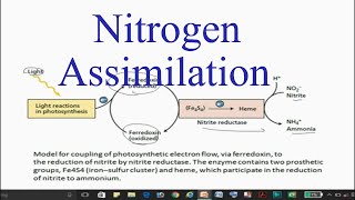 Nitrogen Assimilation in plants [upl. by Hulbert369]