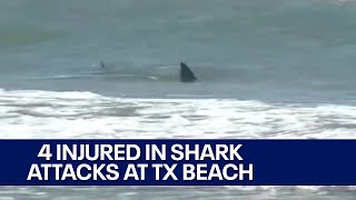 South Padre Island shark attacks injure 4 officials say [upl. by Lock635]