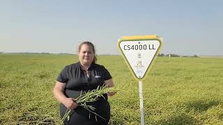 CANTERRA SEEDS CS4000 LL LibertyLink Canola in East Central Saskatchewan [upl. by Kussell]