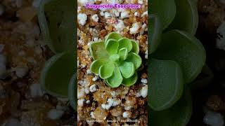 Pinguicula Esseriana quotTiny but mighty beautifulquot Esseriana CarnivorousPlants Pinguicula india [upl. by Gona]