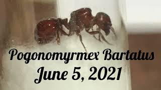 Pogonomyrmex Barbatus Red Harvester Ants [upl. by Htidirrem]