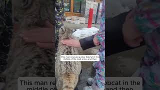 This man rescued a poor bobcat in the freezing snow and then animalshorts shortvideo [upl. by Cadman777]