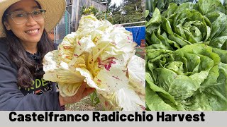 Harvesting Castelfranco Radicchio l Radicchio Growing [upl. by Troth]