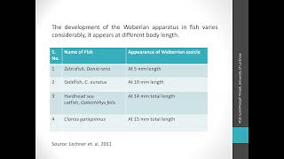 Weberian Ossicles [upl. by Litnahs]