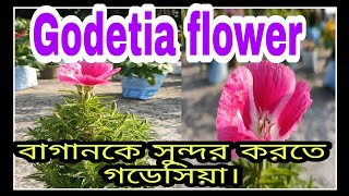 How to grow amp care GodetiaSatin flowerFarewell to spring care গডেসিয়া ফুলের সম্পূর্ণ পরিচর্যা। [upl. by Yehudit980]