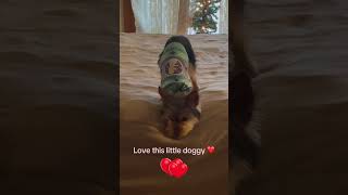 Mini dog soo loved ❤️ puppy tinypets babyanimal minidog tinypaws babydog fypシ゚ cute babypet [upl. by Ahsyla]