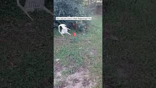 Anyone know whats happening floridawildlife nature animalsofflorida wildflorida bluejays [upl. by Proud]