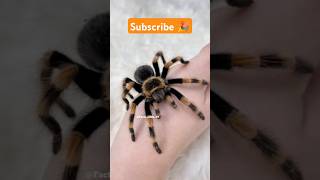 Wolf Spider 🤯 shorts factsinhindi facts factshorts dadajifacts spider wolfspider insects [upl. by Laband]