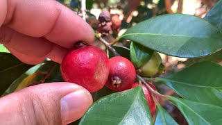 Growing quotSTRAWBERRY GUAVAquot  PSIDIUM CATTLEIANUM [upl. by Karin]