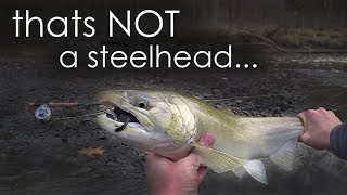 SALMON Caught in OHIO SUPER RARE Catch While Fly Fishing for Steelhead [upl. by Shandra943]