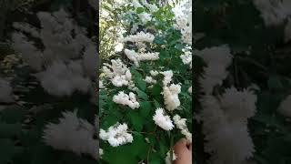 Deutzia Plant with White FlowersBees Are EnjoyingImelda Ingram [upl. by Onairpic849]